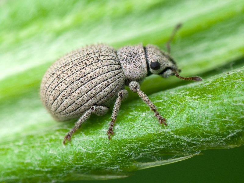 Foucartia squamulata (Herbst, 1795)